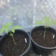 Super Lemon Haze Auto