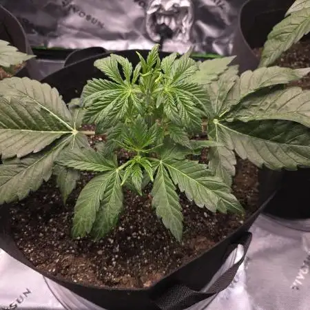 Original AK auto first run