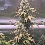 Gorilla Cookies/Orange Sherbet FF fun