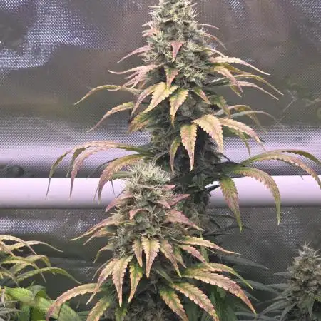Gorilla Cookies/Orange Sherbet FF fun