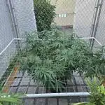 Gorilla Cookies Mutant
