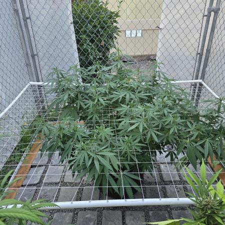 Gorilla Cookies Mutant