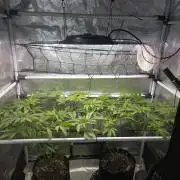 Black Sugar 2.0 I/O