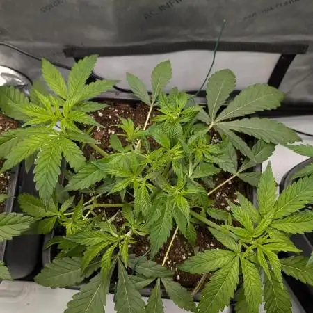 Orange Bud 2.0