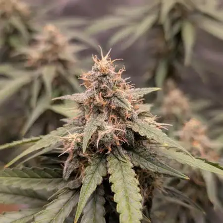 Lemon AK Auto