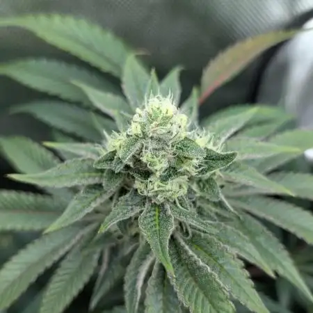 Orange Bud 2.0