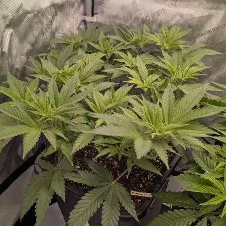 Orange Bud