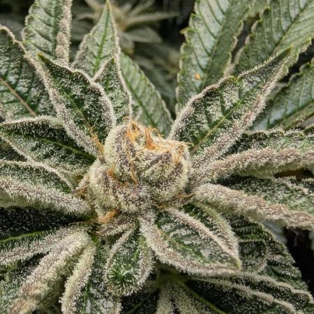 Orange Bud, Super Lemon Haze