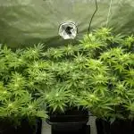 Orange Bud, Super Lemon Haze