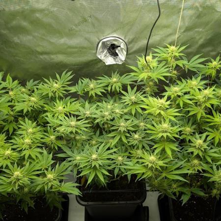 Orange Bud, Super Lemon Haze