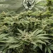 Orange Bud, Super Lemon Haze