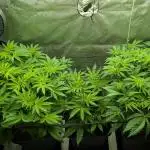 Orange Bud, Super Lemon Haze