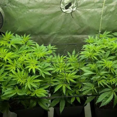Orange Bud, Super Lemon Haze