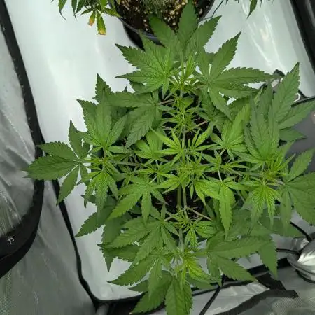 Lemon AK Auto