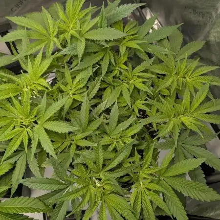 GH Cheese