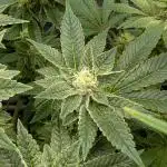 Orange Bud, Super Lemon Haze