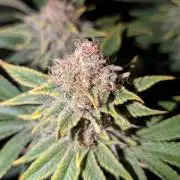 Orange Bud