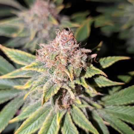 Orange Bud