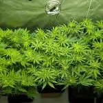 Orange Bud, Super Lemon Haze
