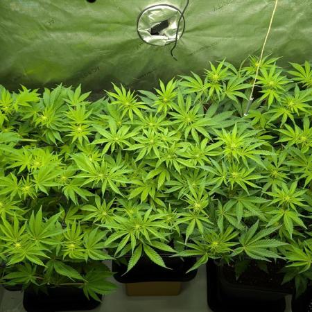 Orange Bud, Super Lemon Haze