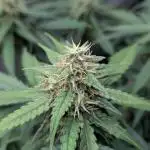 Lemon AK Auto
