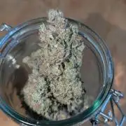 Orange Bud, Super Lemon Haze