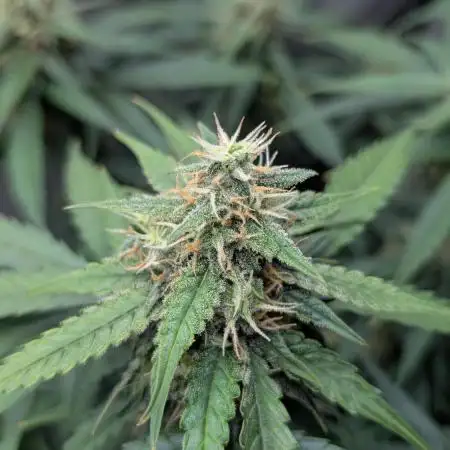 Lemon AK Auto