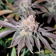 Orange Bud 2.0