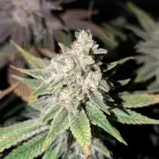 GH Cheese