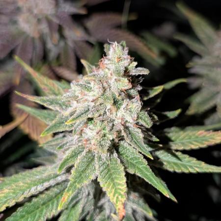 GH Cheese