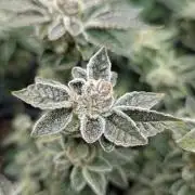 Orange Bud, Super Lemon Haze