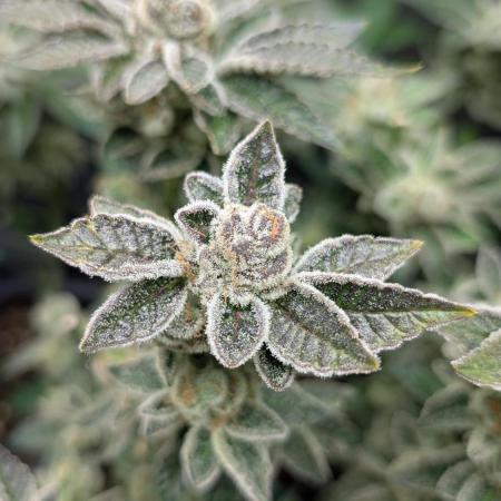 Orange Bud, Super Lemon Haze