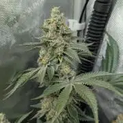 Orange Bud, Super Lemon Haze