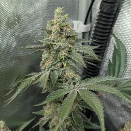 Orange Bud, Super Lemon Haze