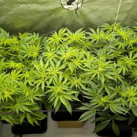 Orange Bud, Super Lemon Haze
