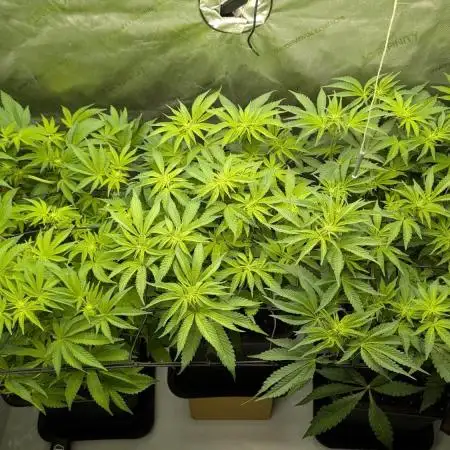 Orange Bud, Super Lemon Haze