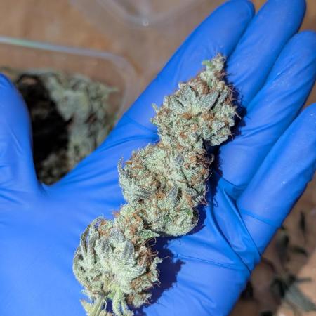 Orange Bud, Super Lemon Haze