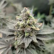 Orange Bud, Super Lemon Haze