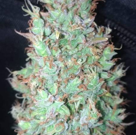 24k Gold Auto - Cannabiorganic