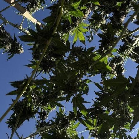 Clones wedding gelato, 24k e Degusta 01