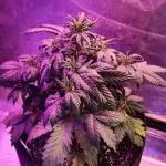Double Grape Organic