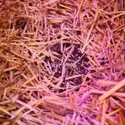 Automatic Gorilla Grape