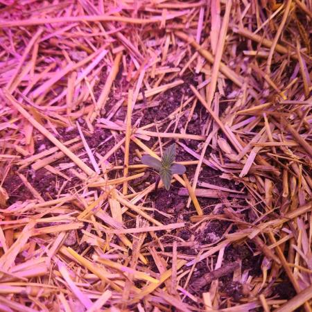 Grape Walker Kush X Iced N' Baked