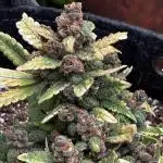 Lsd-25 auto #1