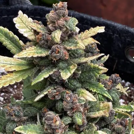 Lsd-25 auto #1