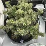 Purple urkle