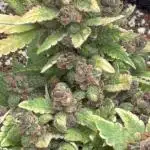 Lsd-25 auto #1