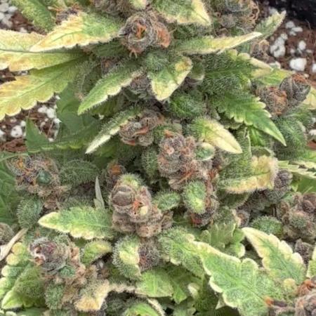 Lsd-25 auto #1