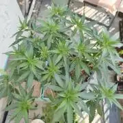 Sommer grow 2026