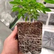 Indica Grow